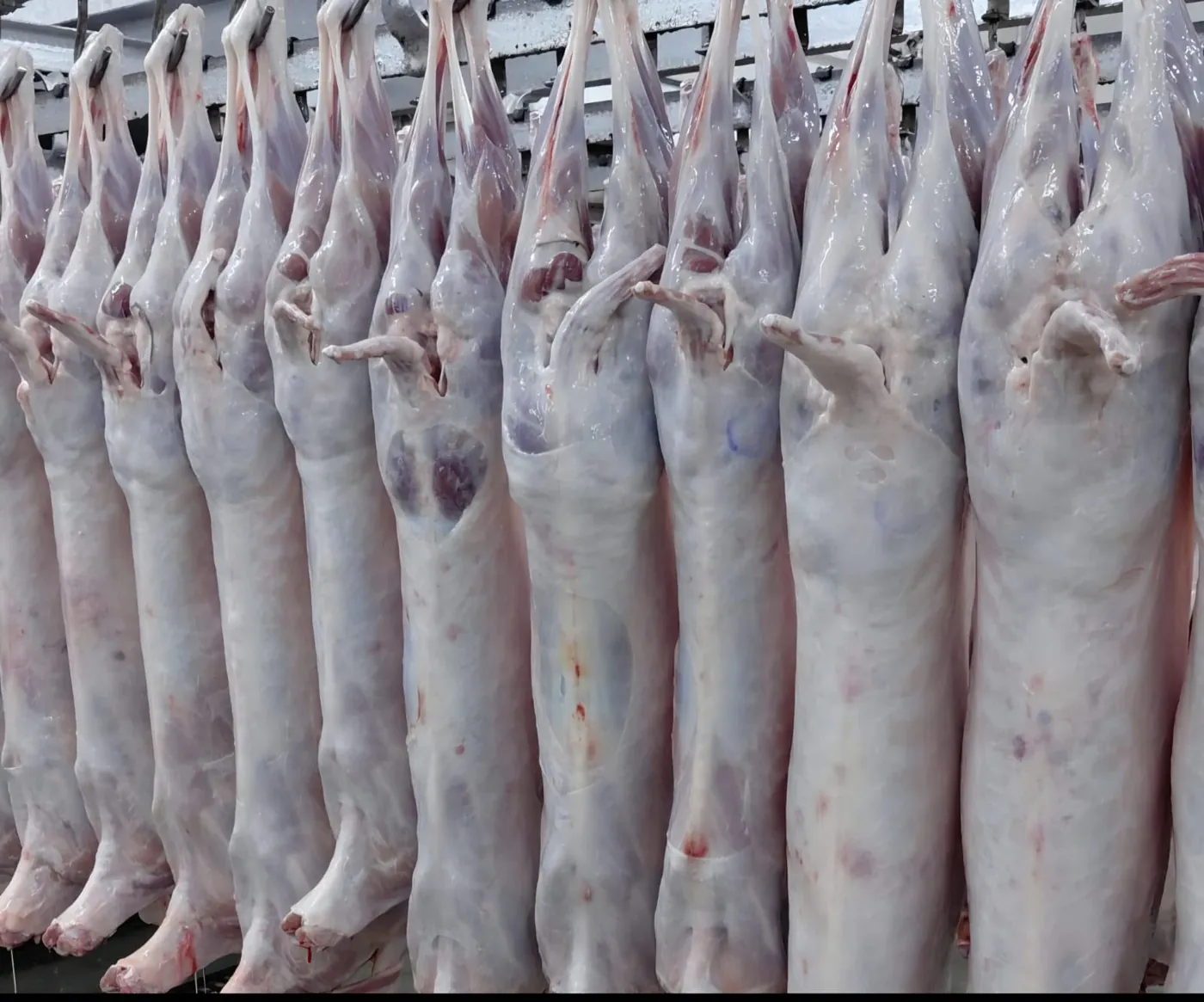 Rows of halal lamb carcasses hanging on rails in a chilled processing hall