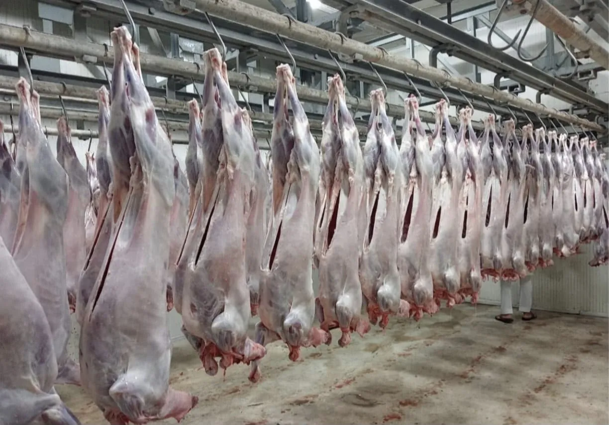 Long row of halal lamb carcasses hanging in an abattoir chiller