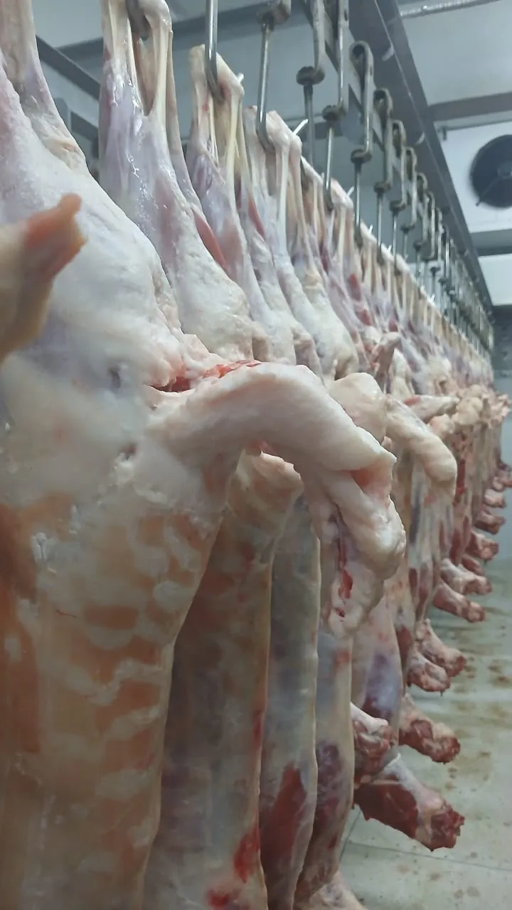 Close-up of halal lamb carcasses on hooks in a cold room