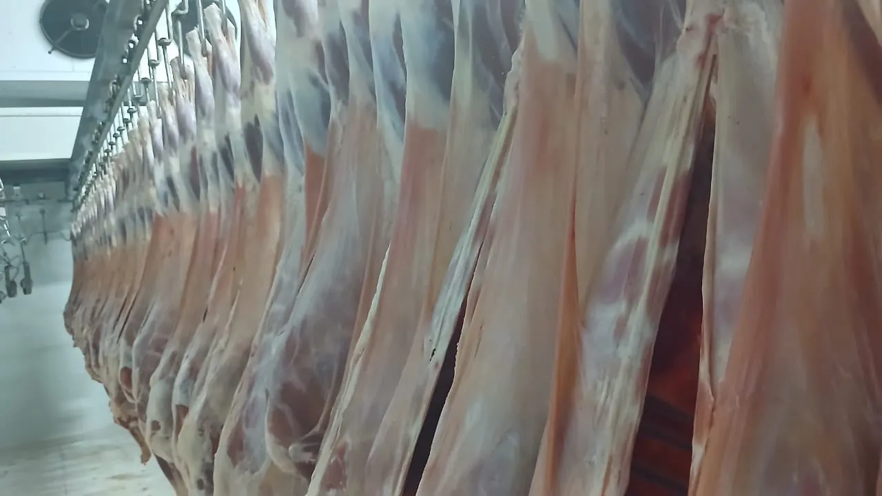Halal mutton carcasses hanging in a refrigerated processing room
